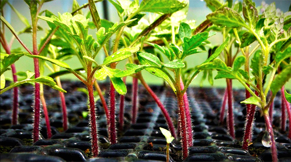 С какво да подсилим разсад домати: 7 практични съвета от XLgarden.com 1 с какво да подсилим разсад домати