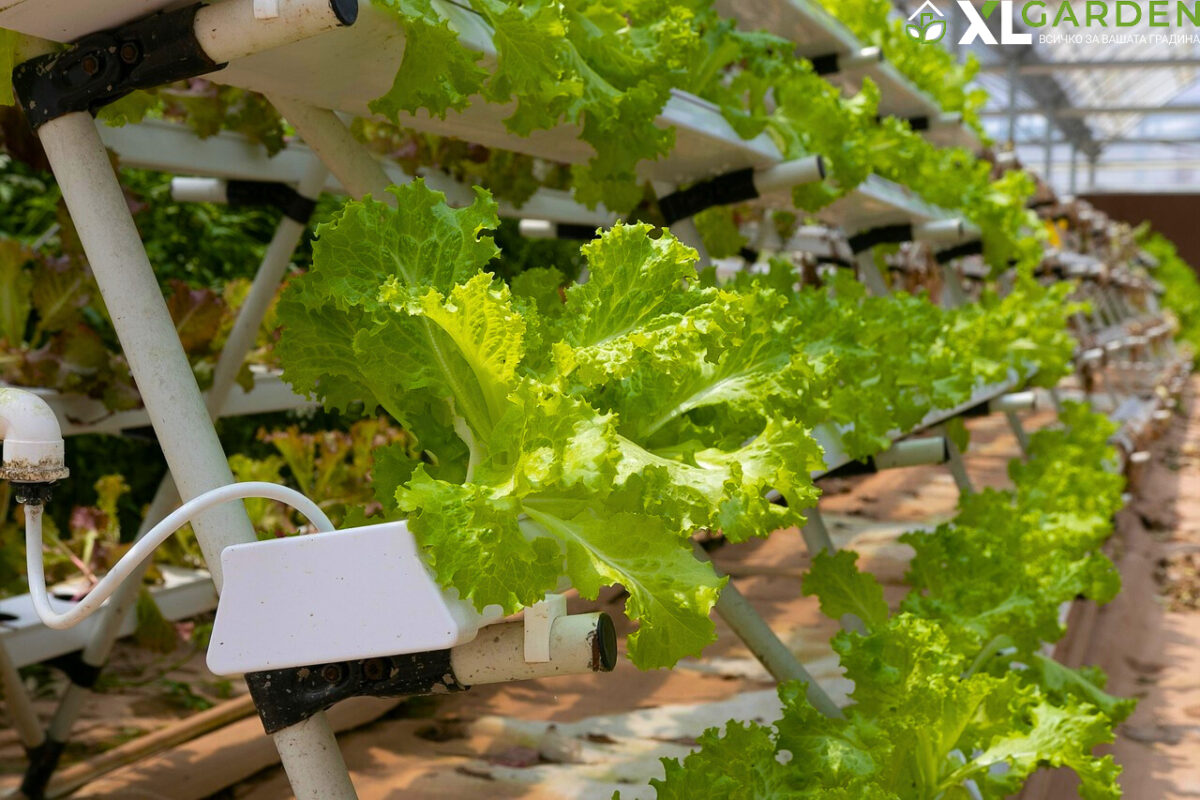 Маруля-отглеждане в оранжерия-xlgarden.com
