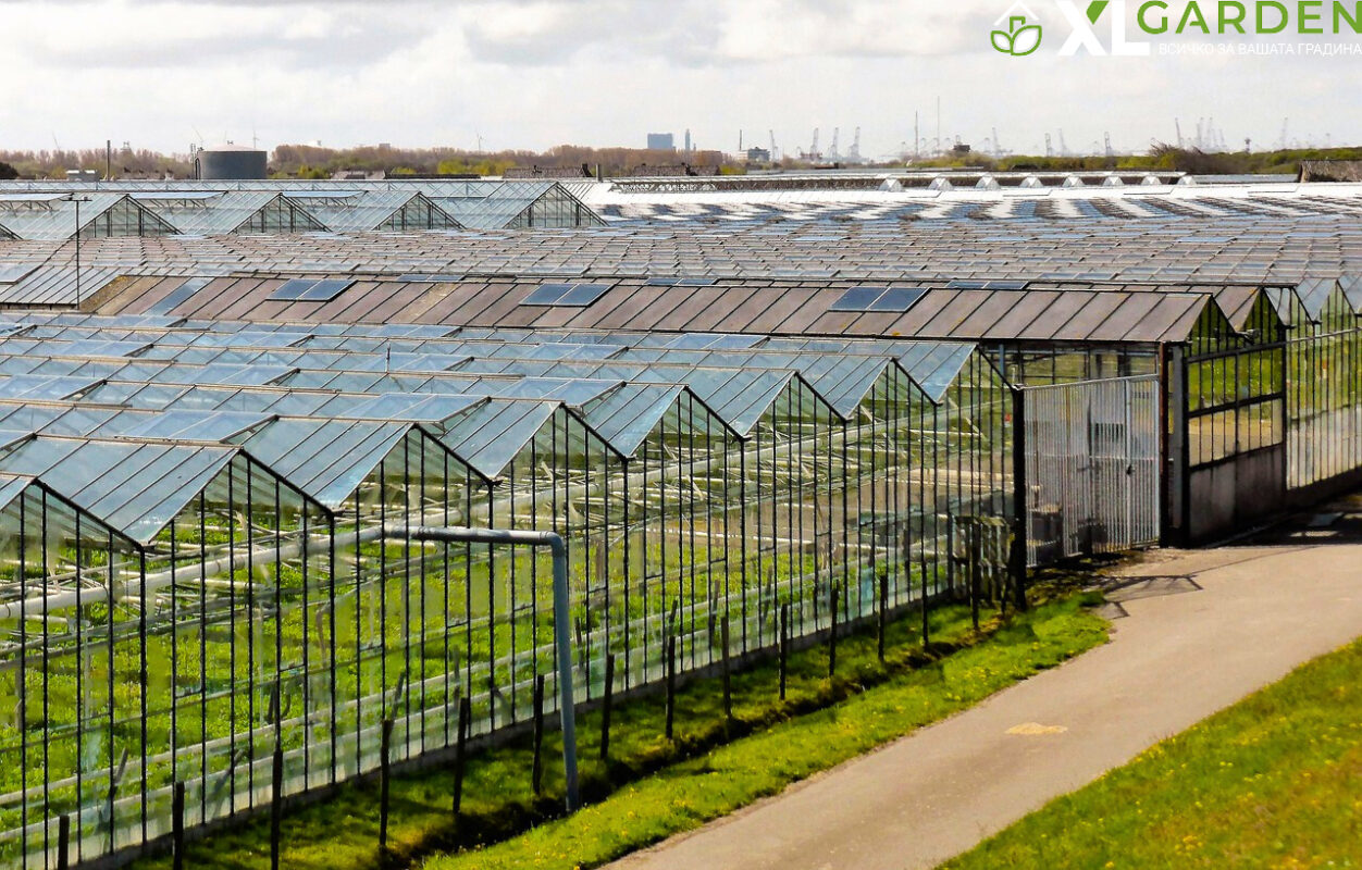 Отглеждане-на-домати-в-оранжерии-XLGarden.com