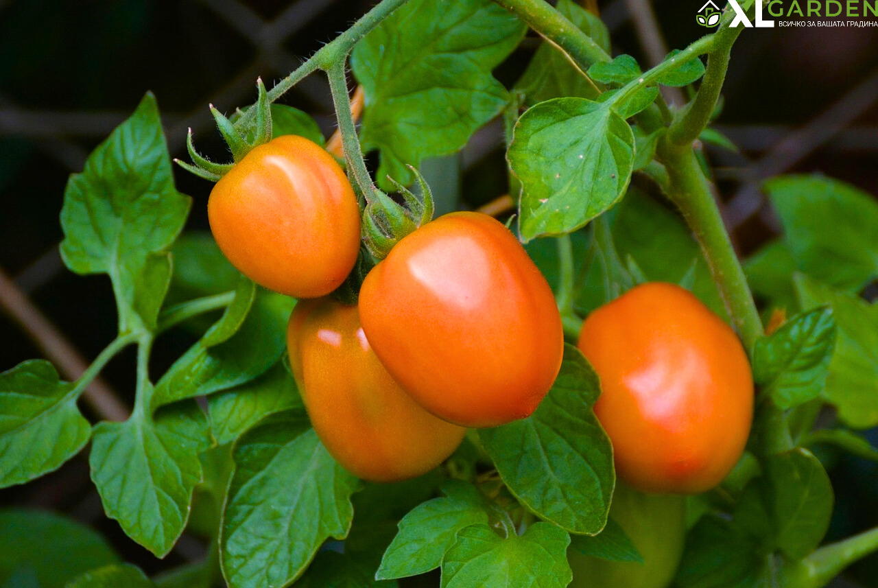 Домати-xlgarden.com