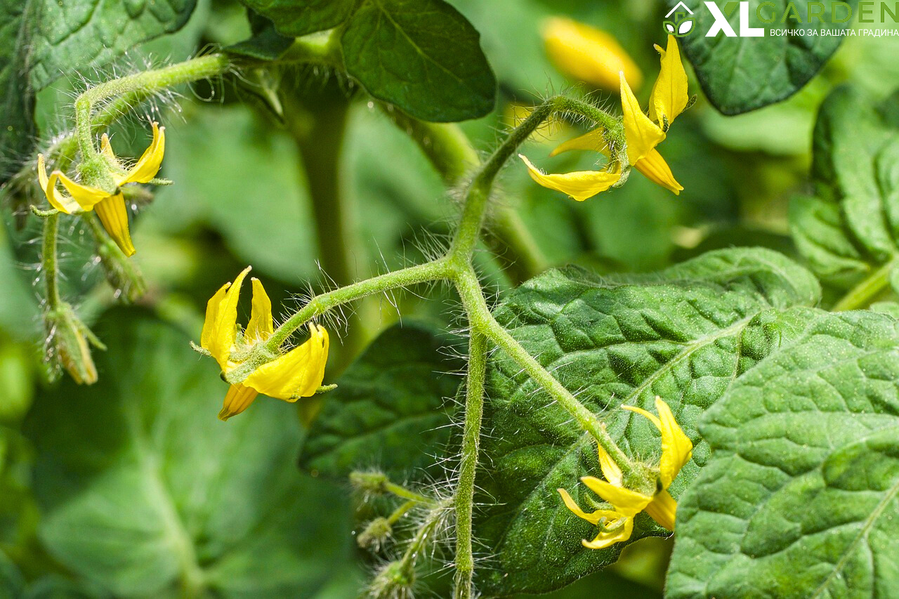 Опрашване-на-домати-в-оранжерия-xlgarden.com