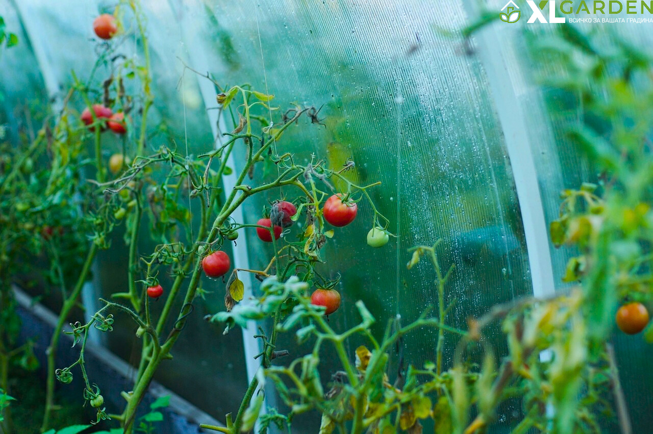 Отглеждане-на-домати-в-оранжерия-xlgarden.com