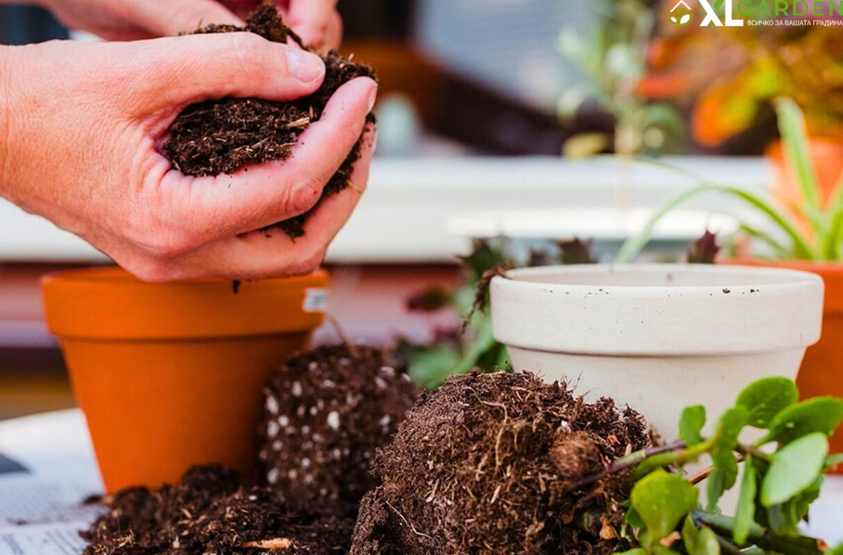 Саксии-подготовка-xlgarden.com